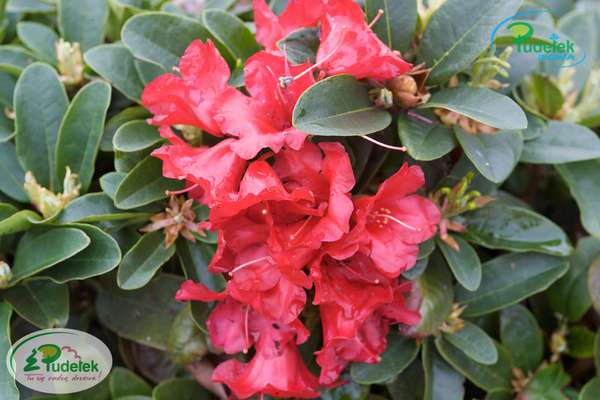 Rhododendron repens Rotkäppchen